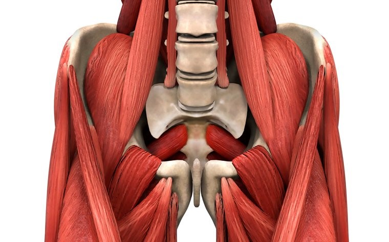 As cadeias fisiológicas- o membro inferior: A cintura pélvica, o