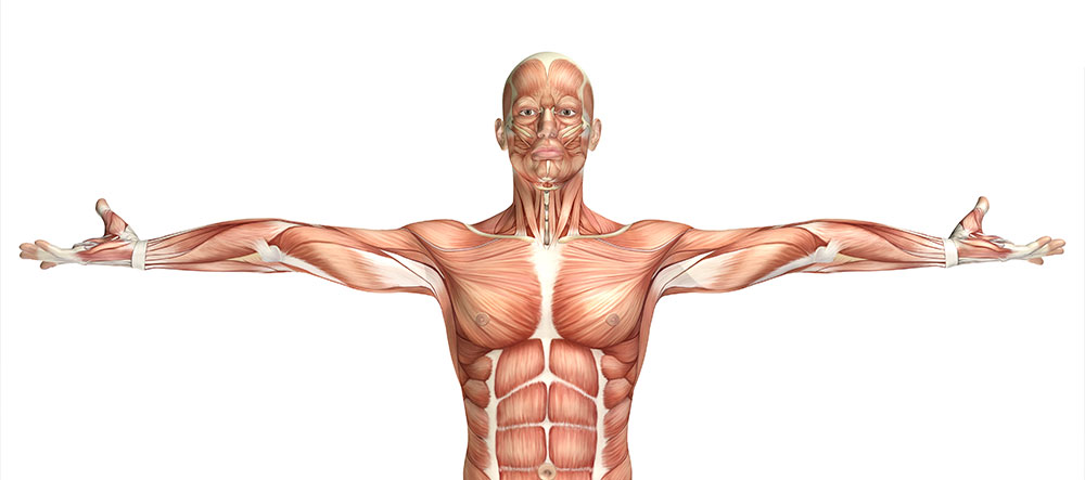 Quais os músculos da cadeia anterior?