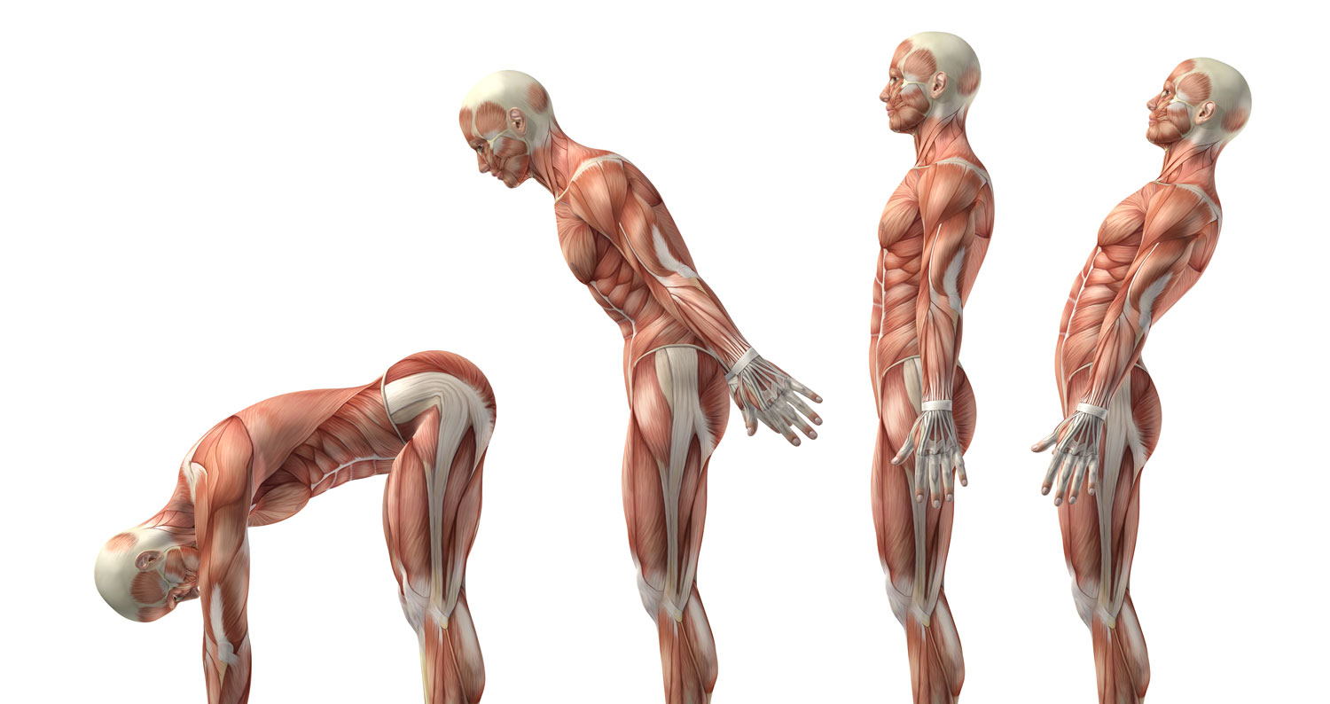 Cadeias anteromedianas: cadeias musculares e articulares : método
