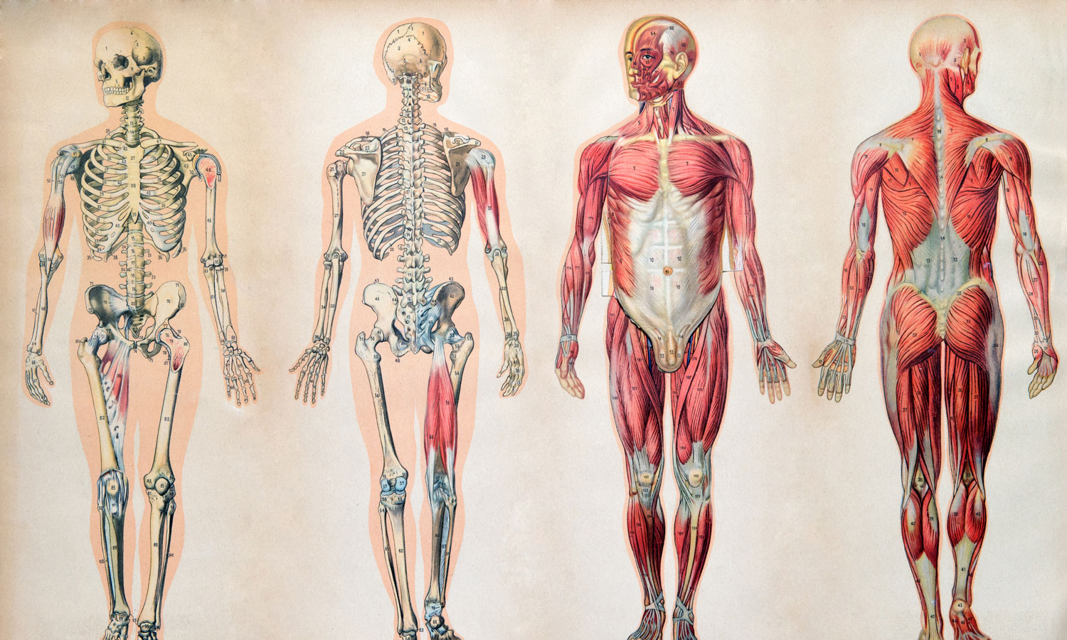 Cadeias musculares encurtadas são - Master - Science Lab